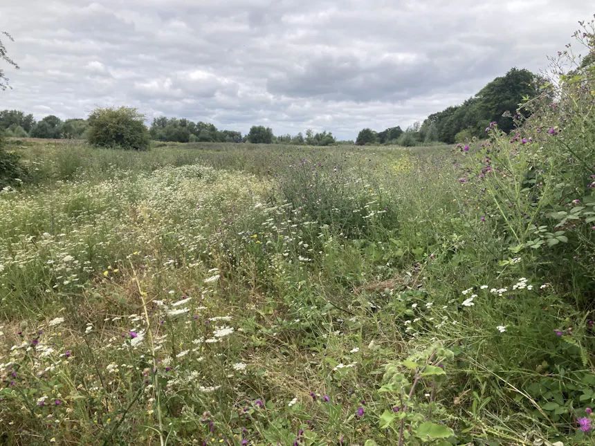 Kruidenrijke vegetatie in het Utrechtse landschap