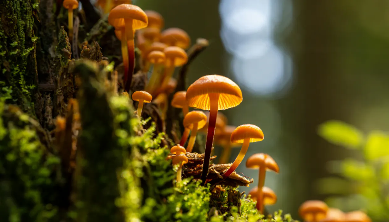 Paddenstoelen Stoutenburg